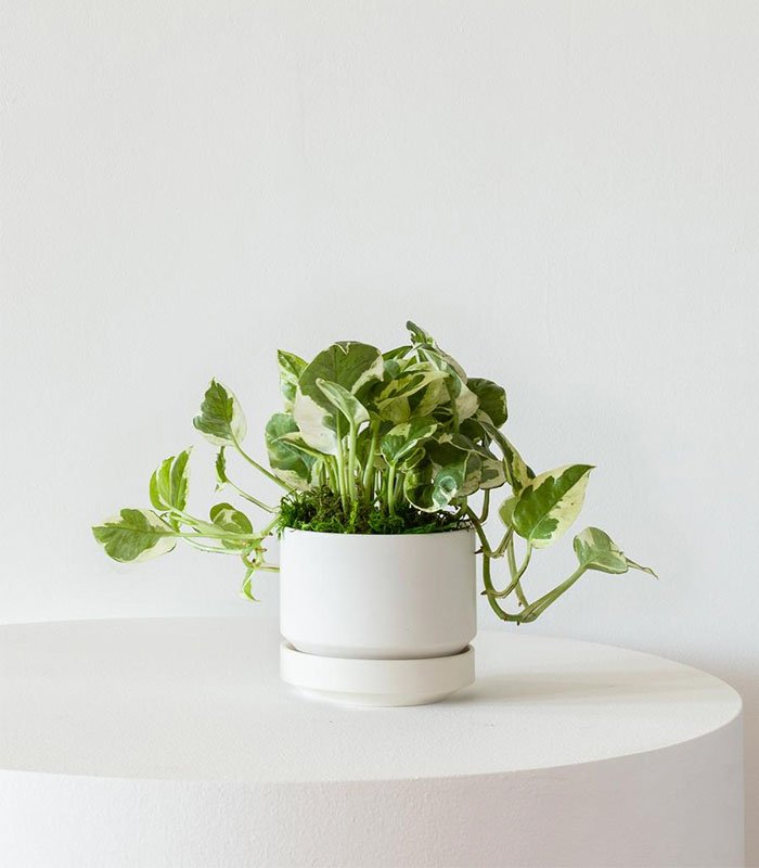 w-indoor-plants-small-9-0 N’joy Pothos - Image 1