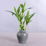 New 40cm rFtificial Lucky Bamboo Succulent Fake Plant Flower Green Potted Garden Outdoor Dining Table Fish Tank Home Decoration - Image 3