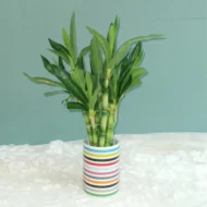 New 40cm rFtificial Lucky Bamboo Succulent Fake Plant Flower Green Potted Garden Outdoor Dining Table Fish Tank Home Decoration - Image 4