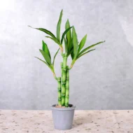 New 40cm rFtificial Lucky Bamboo Succulent Fake Plant Flower Green Potted Garden Outdoor Dining Table Fish Tank Home Decoration - Image 5